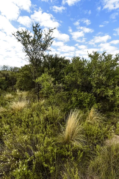 Paisagem Florestal Calda Província Pampa Patagônia Argentina — Fotografia de Stock