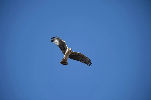 Harrier Alato Lungo Volo Provincia Pampa Patagonia Argentina — Foto Stock