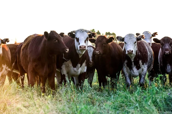 Szarvasmarha Tenyésztés Természetes Legelőkkel Pampas Vidéken Pampa Tartomány Patagónia Argentína — Stock Fotó