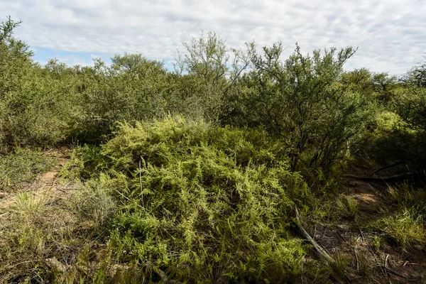 Waldlandschaft Calden Provinz Pampa Patagonien Argentinien — Stockfoto