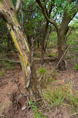 Calden orman manzarası, Geoffraea süs bitkileri, La Pampa 