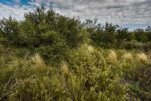 Waldlandschaft Calden Provinz Pampa Patagonien Argentinien — Stockfoto