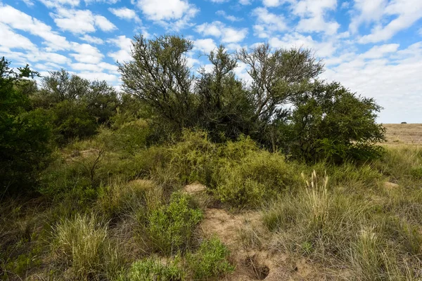 Waldlandschaft Calden Provinz Pampa Patagonien Argentinien — Stockfoto