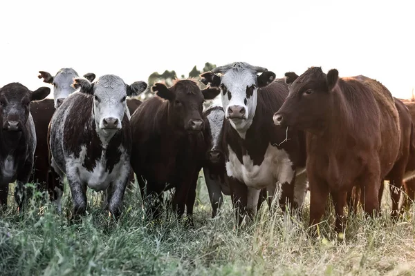 Pampas Kırsalında Doğal Çayırlarda Sığır Yetiştirme Pampa Eyaleti Patagonya Arjantin — Stok fotoğraf