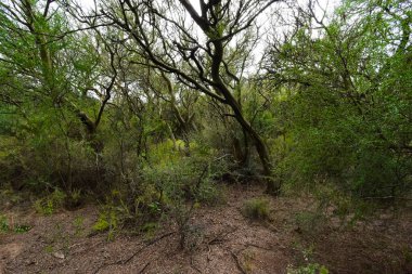 Calden orman manzarası, Geoffraea süs bitkileri, La Pampa 