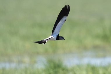Güney Lapwing, Vanellus Chilensis uçuyor, La Pampa Eyaleti, Patagonya, Arjantin