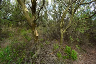 Calden orman manzarası, Geoffraea süs bitkileri, La Pampa 
