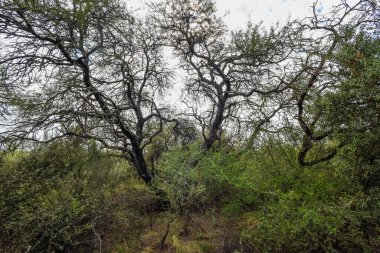 Calden Ormanı, La Pampa Eyaleti, Patagonya, Arjantin
