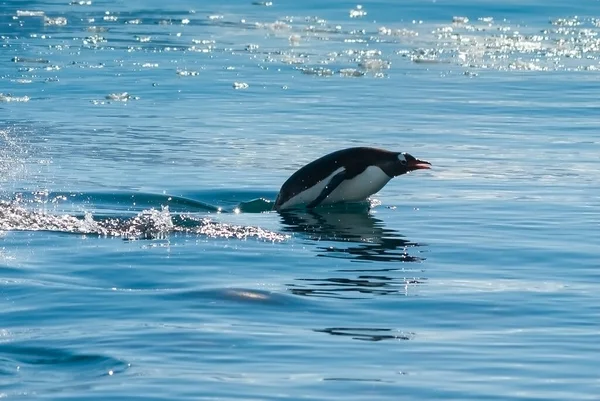 Adelie Penguin Porpoising Paradise Bay Antarctic Peninsula — Stock Photo, Image
