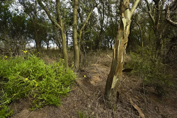 Caldener Waldlandschaft Geoffraea Decorticans Pflanzen Pampa — Stockfoto