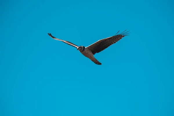 Uzun Kanatlı Harrier Uçuyor Pampa Ili Patagonya Arjantin — Stok fotoğraf