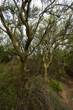 Calden orman manzarası, Geoffraea süs bitkileri, La Pampa 
