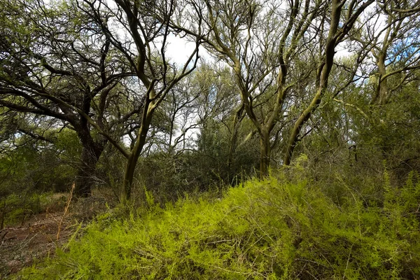 Calden森林景观 Geoffraea Decorticans植物 Pampa — 图库照片