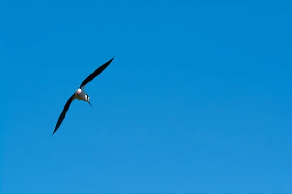 Southern Stilt Himantopus Melanurus Vuelo Provincia Pampa Patagonia Argentina — Foto de Stock