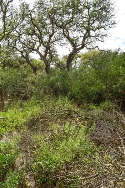 Calden Paisagem Florestal Geoffraea Decorticans Plantas Pampa — Fotografia de Stock