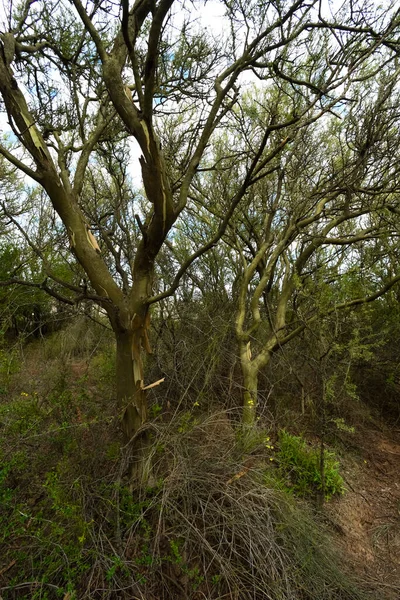 Calden orman manzarası, Geoffraea süs bitkileri, La Pampa 