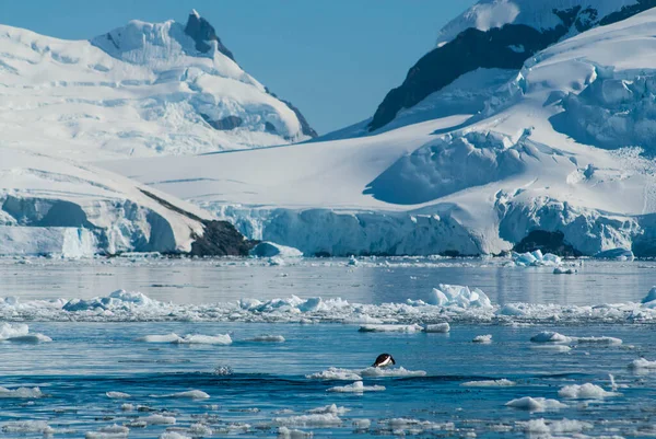 Adelie Penguin Porpoising Paradise Bay — 스톡 사진