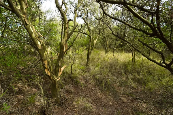 Paisaje Del Bosque Calden Geoffraea Decorticans Plants Pampa — Foto de Stock