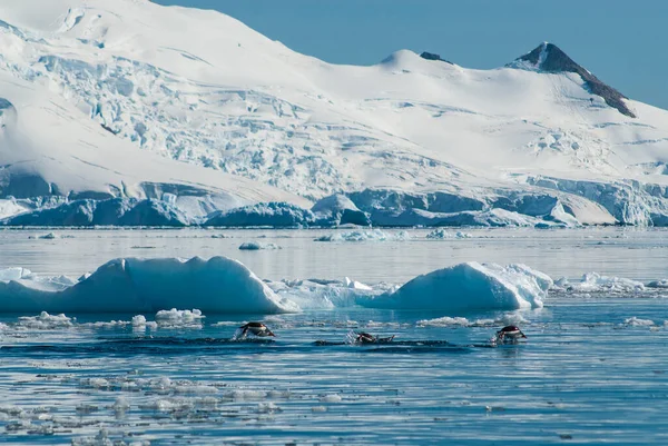 Adelie Pingvin Tumlare Paradise Bay Antarktis Halvön — Stockfoto