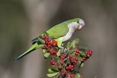 Parakeet perched on a bush with red berries , La Pampa, Patagoni clipart