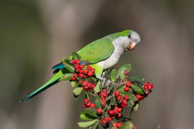 Parakeet perched on a bush with red berries , La Pampa, Patagoni clipart