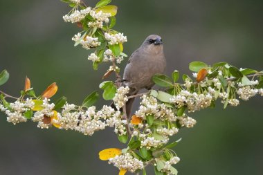 Koyun kanatlı Cowbird İlkbaharda çiçeklerin üzerine tünemiş, La Pamp