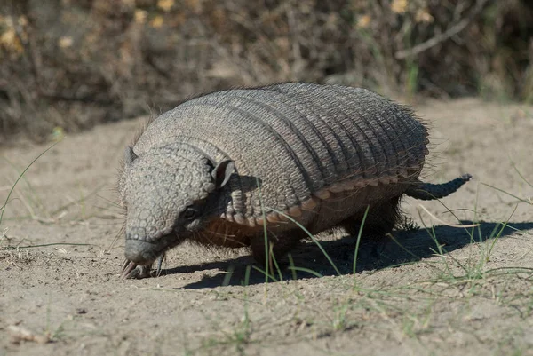 Armadillo Poilu Dans Environnement Désertique Valdes Péninsule Patago — Photo