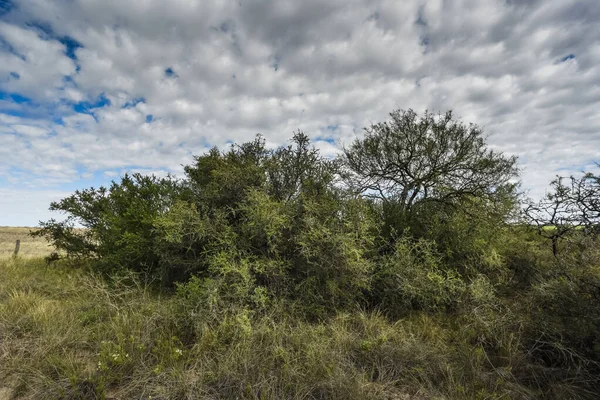 Waldlandschaft Calden Provinz Pampa Patagonien Argentinien — Stockfoto