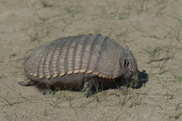 Haarige Gürteltiere Wüstenumgebung Halbinsel Valdes Patago — Stockfoto