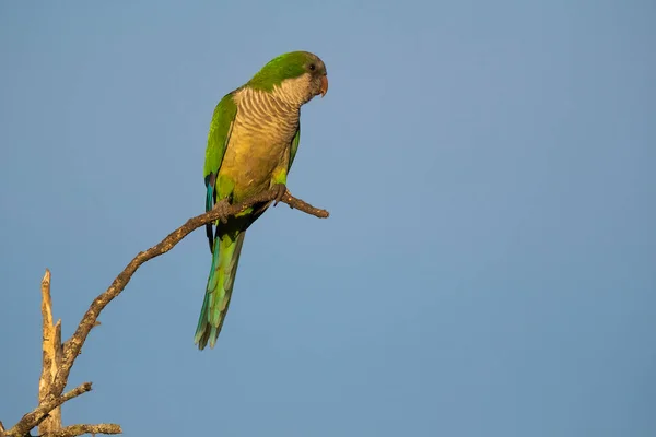 Parakeet Empoleirado Ramo Calden Pampa Patagônia — Fotografia de Stock