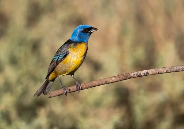 Tanager Azul Amarelo Empoleirado Província Pampa Patagônia — Fotografia de Stock