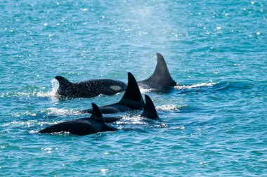 Yüzeyde nefes alan bir grup katil balina, Peninsula Valdes, Patagonya, Arjantin.