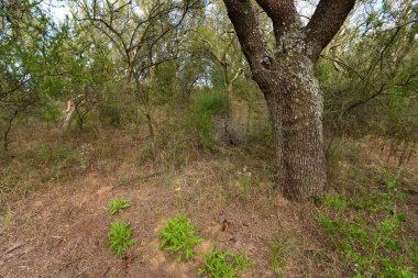 Calden Ormanı, Geoffraea Dekorasyon Fabrikaları, La Pampa Bölgesi, Patagonya, Arjantin.