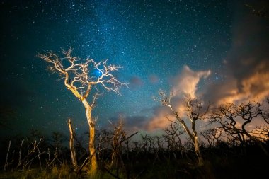 Yanan ağaçlar gece yıldızlı gökyüzü ile çekildi, La Pampa vilayeti, Patagonya, Arjantin.