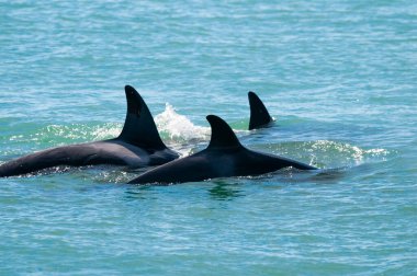 Katil balina anne ve bebek, Yarımada Valdes yüzeyde nefes alıyor, Yarımada Valdes, Patagonya, Arjantin