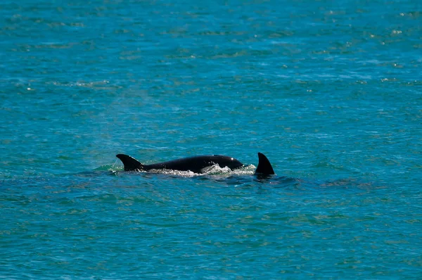 Killer whale mother and baby, Peninsula Valdes breathing on the surface, Peninsula Valdes, Patagonia, Argentina