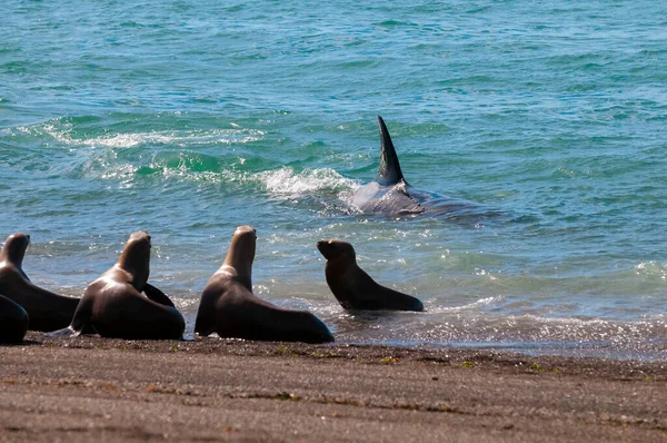 Orca Patrullando Costa Con Grupo Lobos Marinos Primer Plano Península — Foto de Stock