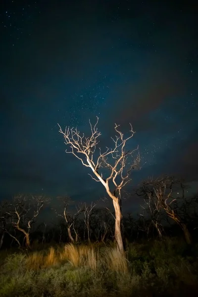 Спалення Дерев Сфотографоване Вночі Зоряним Небом Пампа — стокове фото