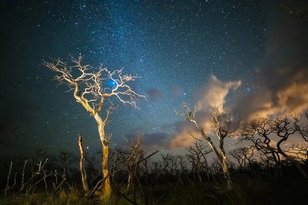 Brandende Bomen Nachts Gefotografeerd Met Een Sterrenhemel Provincie Pampa Patagonië — Stockfoto