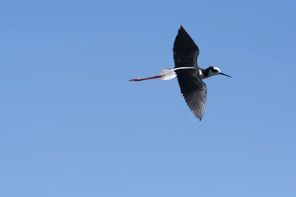 Southern Stilt Himantopus Melanurus Vlucht Provincie Pampa Patagonië Argentinië — Stockfoto