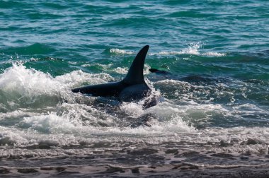 Orca ön planda bir grup deniz aslanıyla kıyı şeridinde devriye geziyor, Yarımada Valdes, Patagonya, Arjantin.