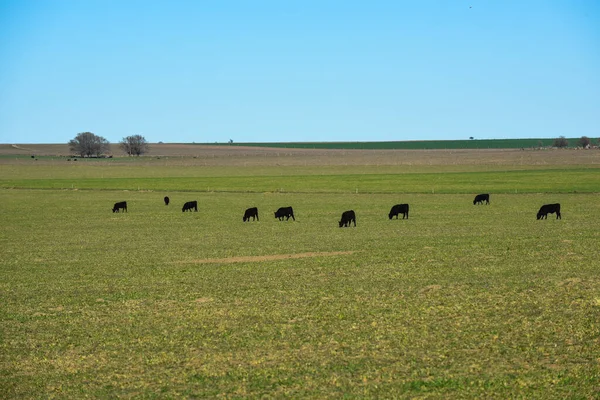 Chov Dobytka Přírodními Pastvinami Přírodě Pampas Provincie Pampa Patagonie Argentina — Stock fotografie