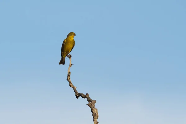 Saffron Finch Sicalis Flaveola Pampa Arjantin — Stok fotoğraf