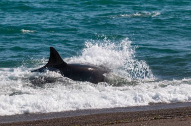 Orca ön planda bir grup deniz aslanıyla kıyı şeridinde devriye geziyor, Yarımada Valdes, Patagonya, Arjantin.