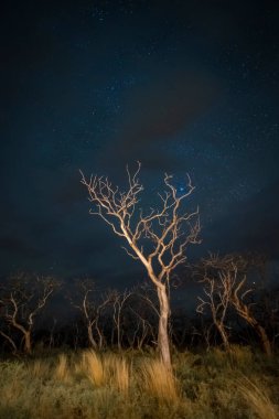 Yanan ağaçlar gece yıldızlı gökyüzü ile fotoğraflandı, La Pampa 
