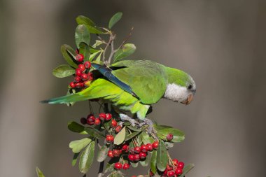 Kırmızı böğürtlenli bir çalılığa tünemiş muhabbet kuşu, La Pampa, Patagoni