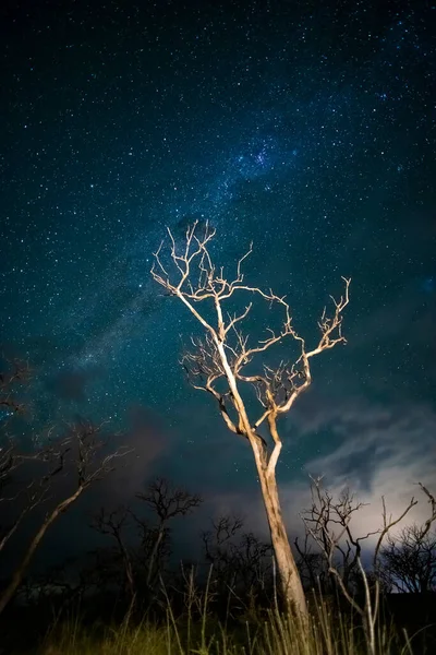 Árboles Ardientes Fotografiados Por Noche Con Cielo Estrellado Provincia Pampa —  Fotos de Stock