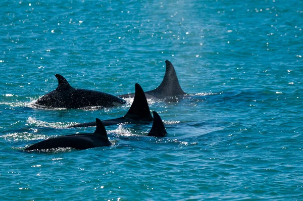 Orca Patrullando Costa Con Grupo Lobos Marinos Primer Plano Península —  Fotos de Stock