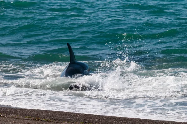 Orca Patrullando Costa Con Grupo Lobos Marinos Primer Plano Península —  Fotos de Stock