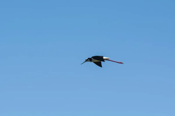 Southern Stilt Himantopus Melanurus Voo Província Pampa Patagônia Argentina — Fotografia de Stock